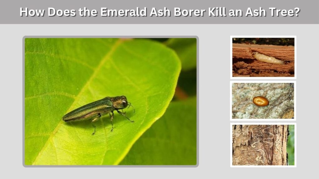 How Does the Emerald Ash Borer Kill an Ash Tree?