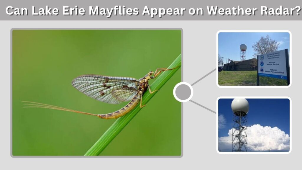 Can Lake Erie Mayflies Appear on Weather Radar?