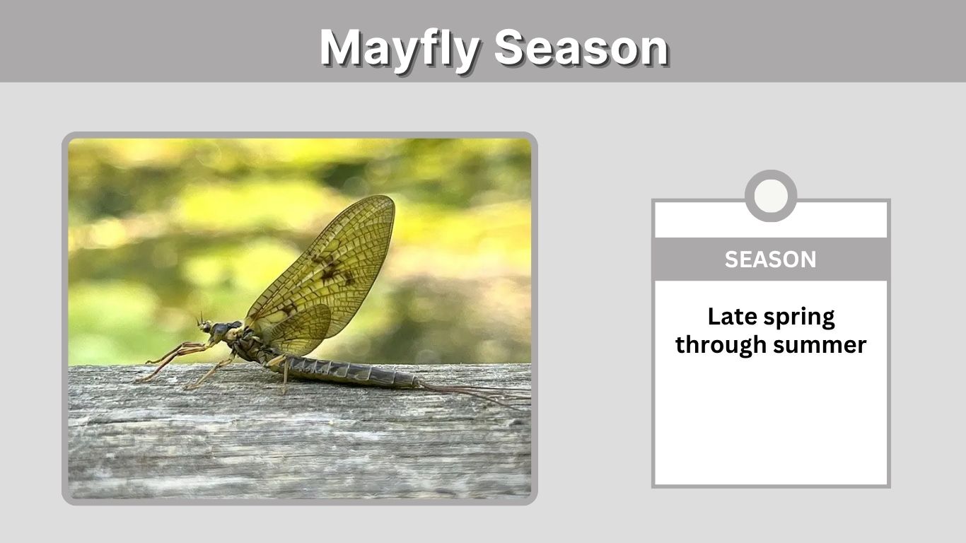 Mayfly Season: When Does It Start and End?