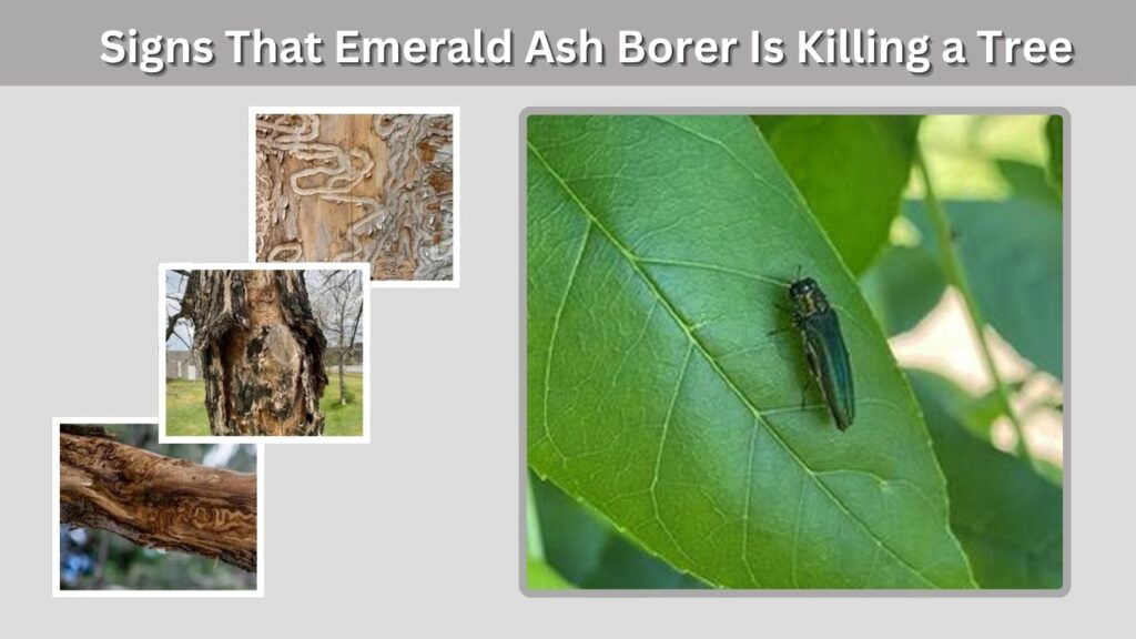 Signs That Emerald Ash Borer Is Killing a Tree