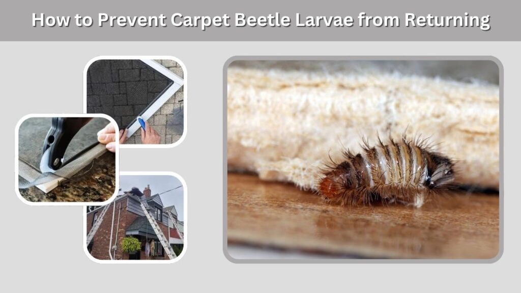 How to Prevent Carpet Beetle Larvae from Returning