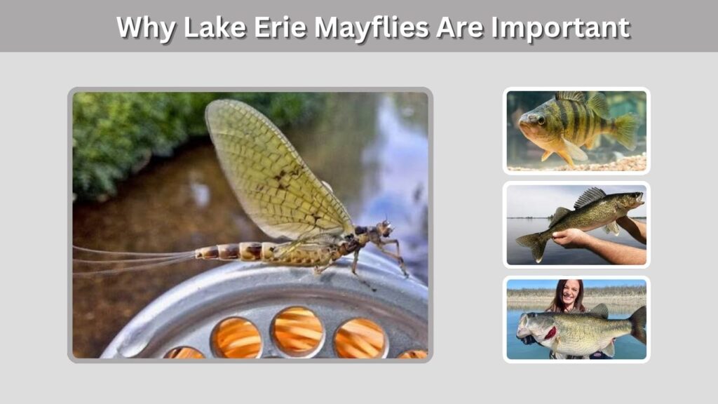 Why Lake Erie Mayflies Are Important