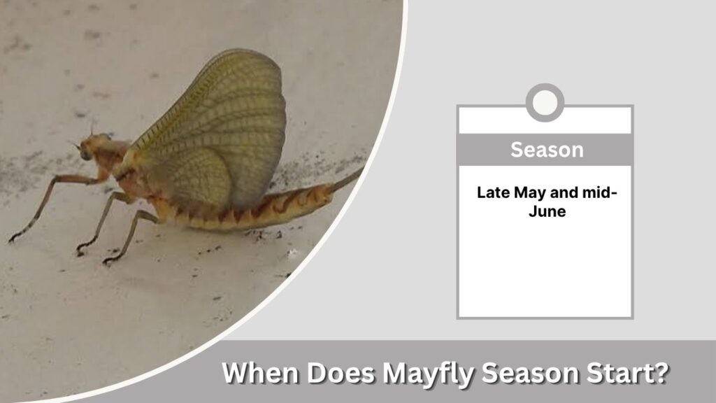 When Does Mayfly Season Start?