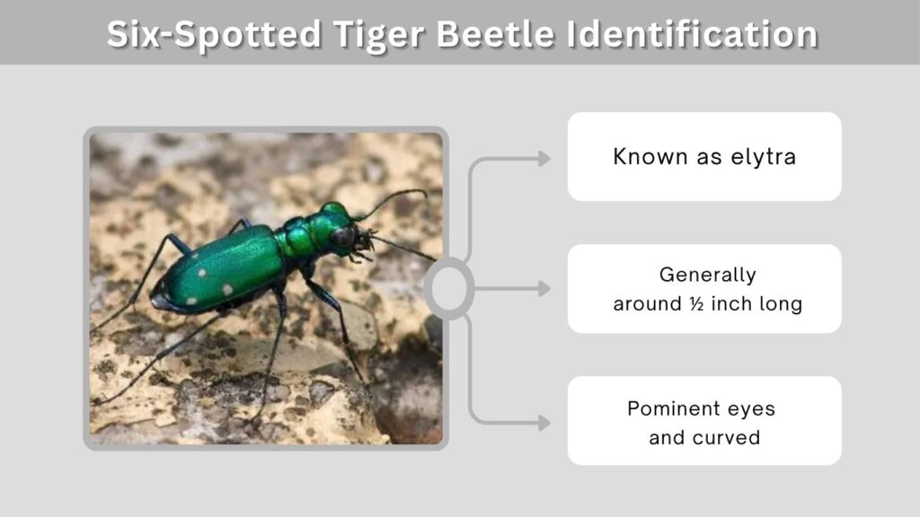 Six-Spotted Tiger Beetle Identification