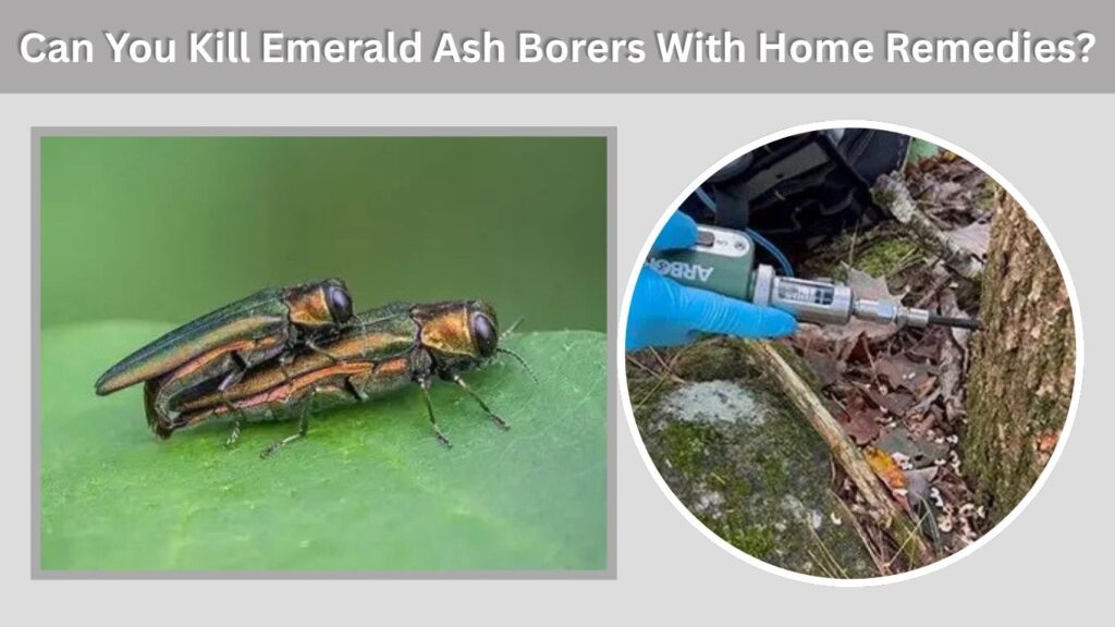Can You Kill Emerald Ash Borers With Home Remedies?