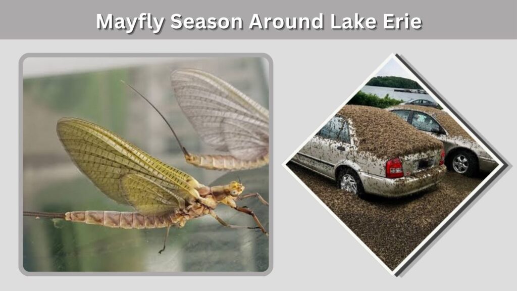 Mayfly Season Around Lake Erie