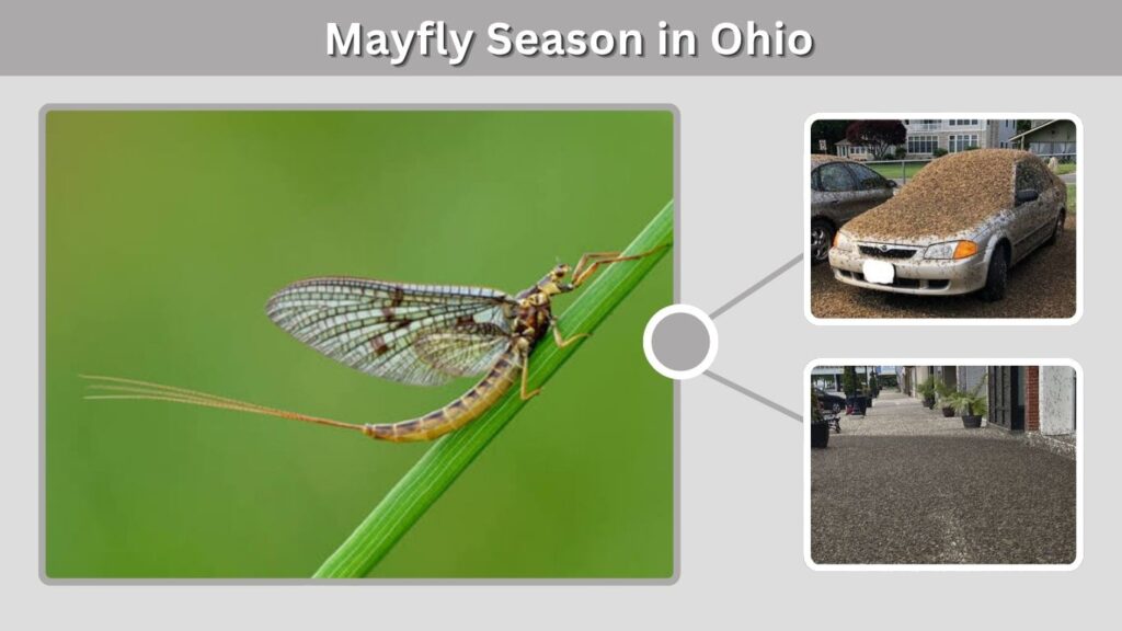 Mayfly Season in Ohio