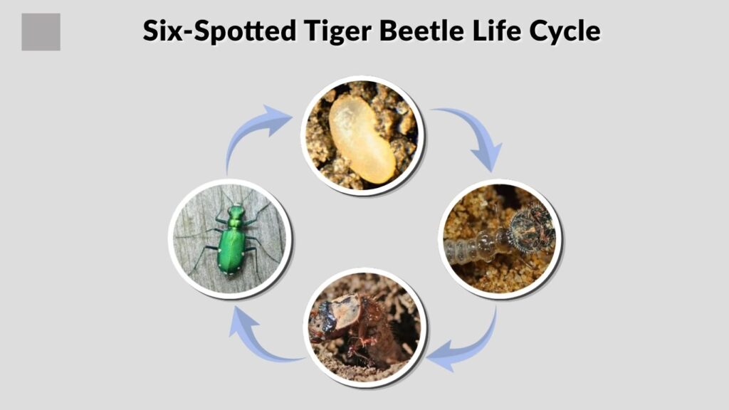 Six-Spotted Tiger Beetle Life Cycle