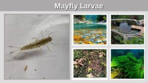 Mayfly Larvae: Identification, Habitat, Diet, and Facts