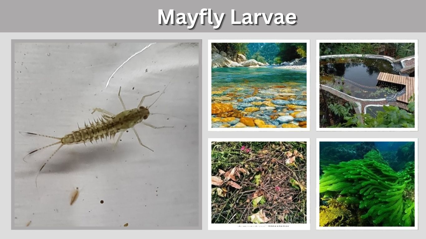 Mayfly Larvae: Identification, Habitat, Diet, and Facts