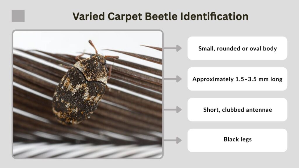 Varied Carpet Beetle Identification