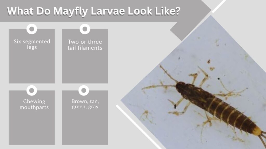 What Do Mayfly Larvae Look Like?