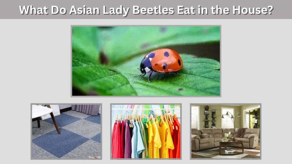 What Do Asian Lady Beetles Eat in the House?