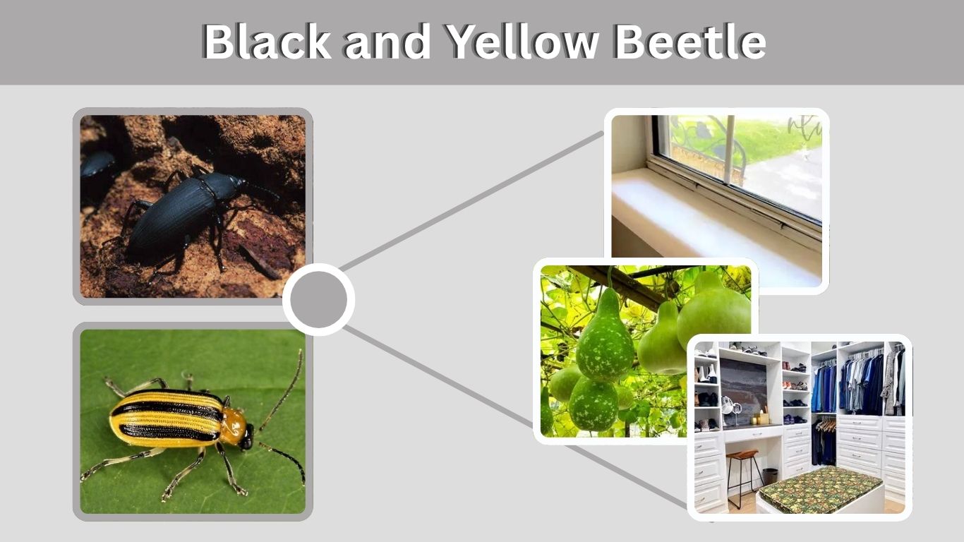 Black and Yellow Beetle: Identification, Types and Control