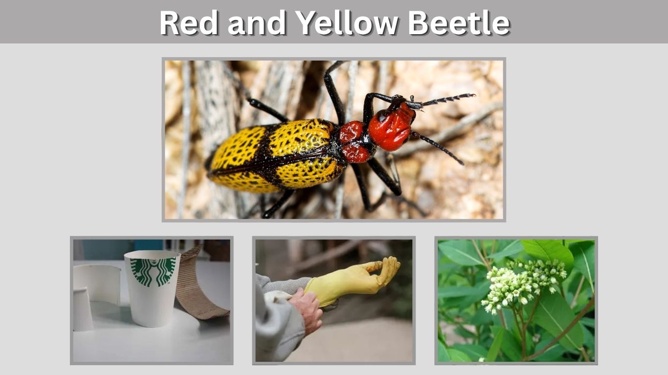 Red and Yellow Beetle: Identification, Types, and Safety