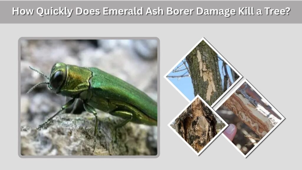 How Quickly Does Emerald Ash Borer Damage Kill a Tree?