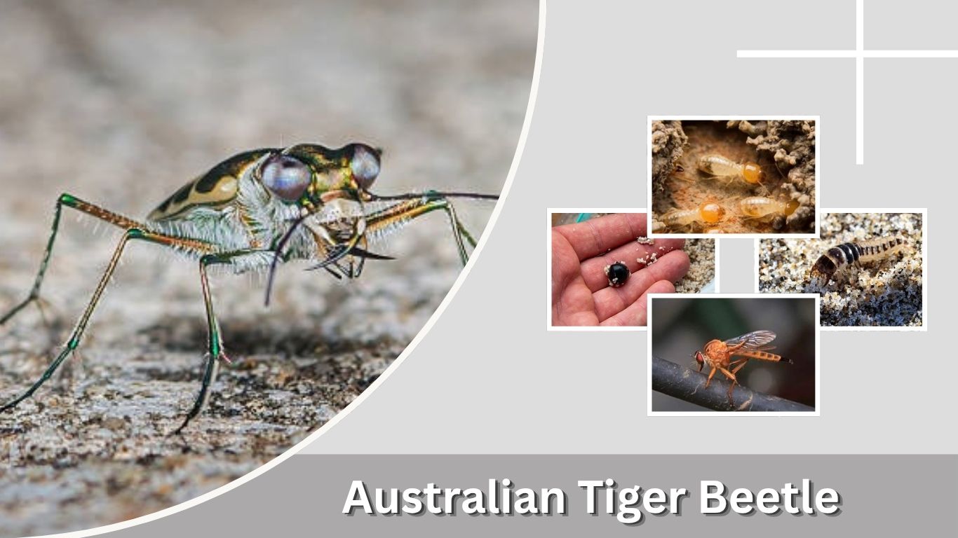 Australian Tiger Beetle: Speed, Habitat, Size and Facts