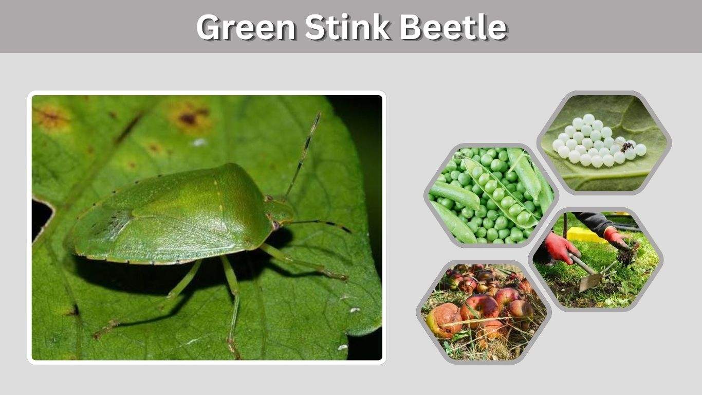 Green Stink Beetle: Identification, Diet, Life Cycle and Facts