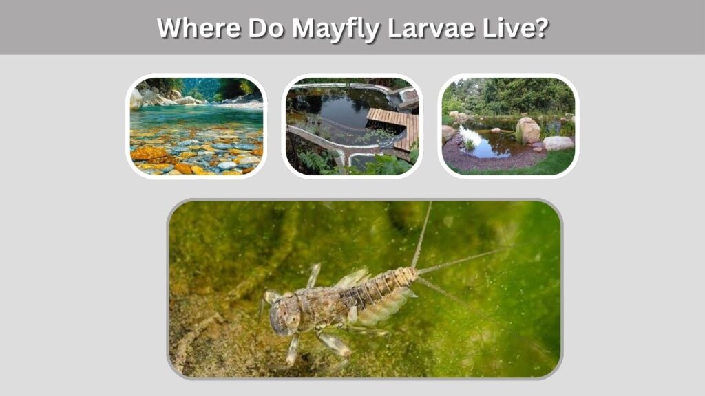 Where Do Mayfly Larvae Live?