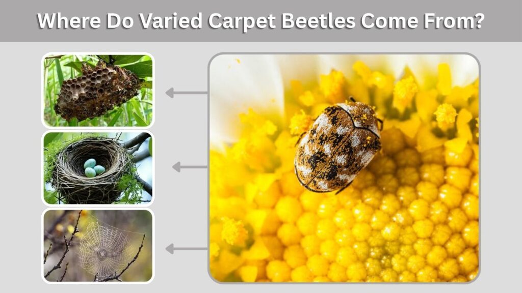 Where Do Varied Carpet Beetles Come From? 