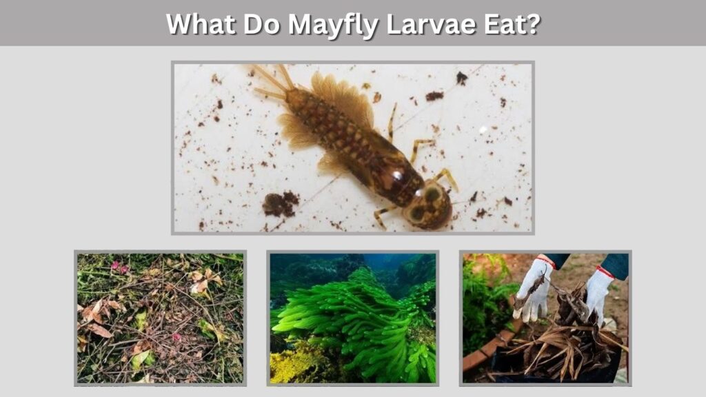 What Do Mayfly Larvae Eat?