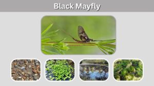 Black Mayfly: Identification, Nymph, Habitat, and Facts