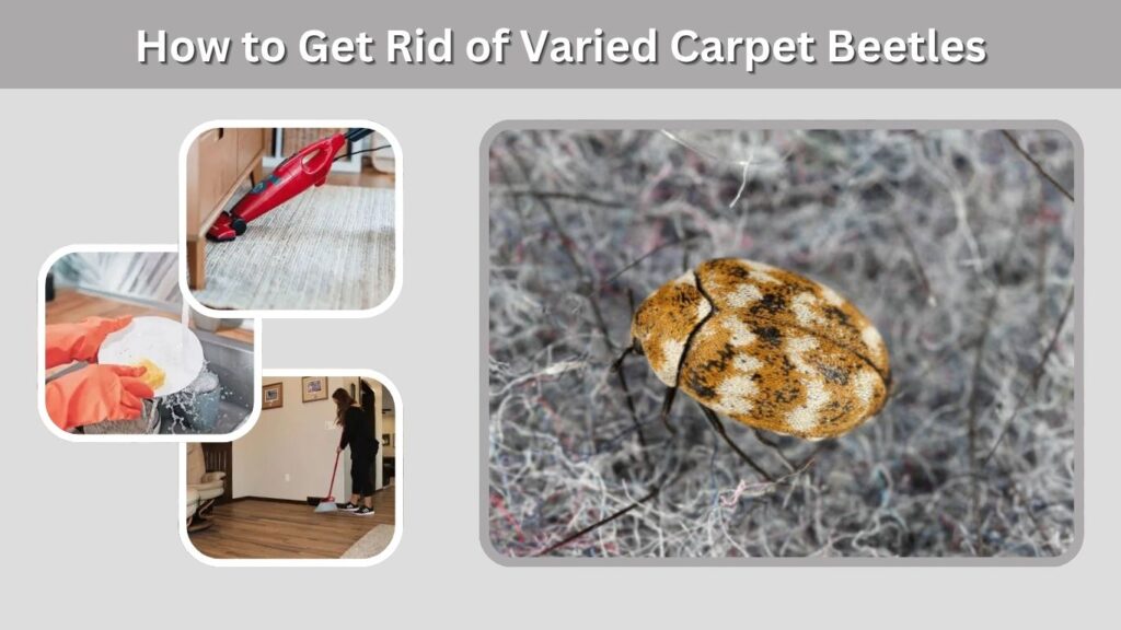 How to Get Rid of Varied Carpet Beetles