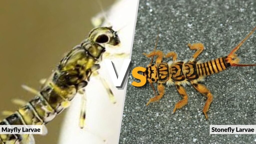 Mayfly Larvae vs. Stonefly Larvae