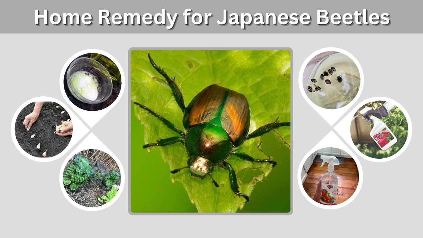 Home Remedy for Japanese Beetles: Safe Ways to Control Them