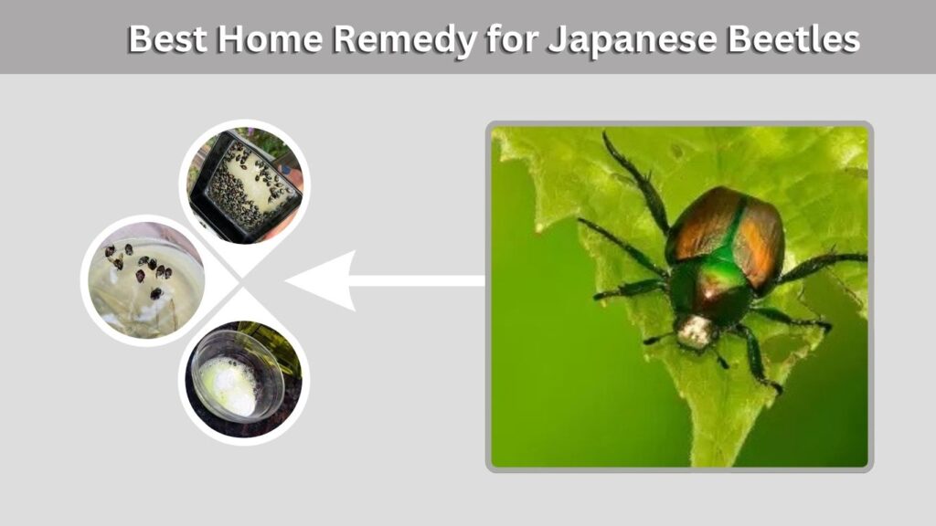 Best Home Remedy for Japanese Beetles