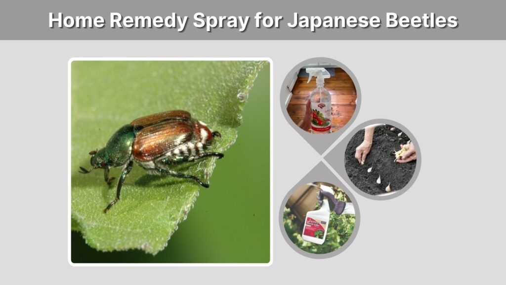 Home Remedy Spray for Japanese Beetles