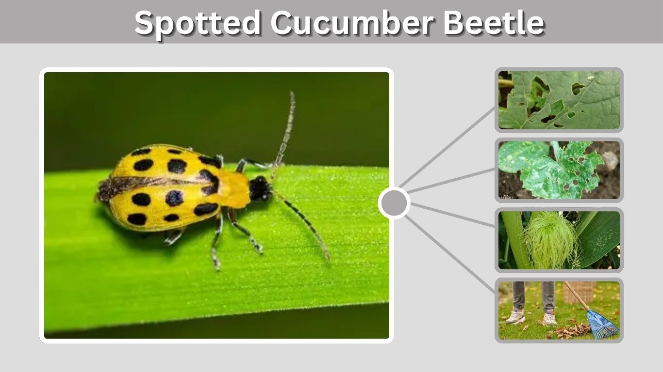 Spotted Cucumber Beetle: Identification, Damage and Control