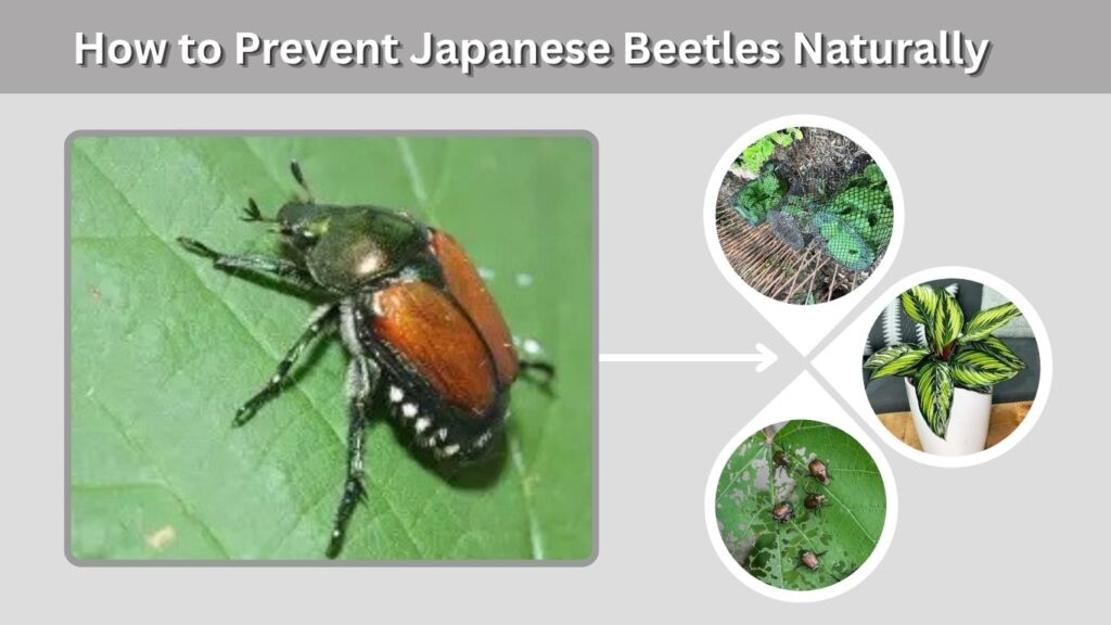 How to Prevent Japanese Beetles Naturally