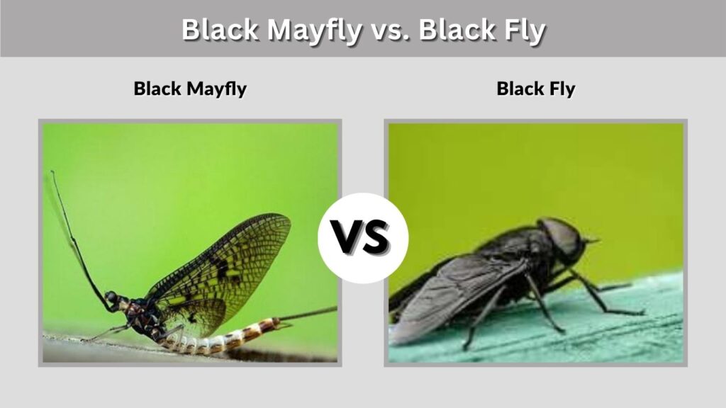Black Mayfly vs. Black Fly