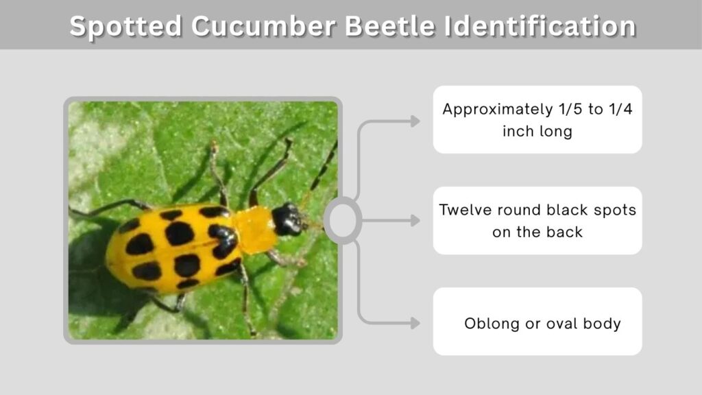 Spotted Cucumber Beetle Identification