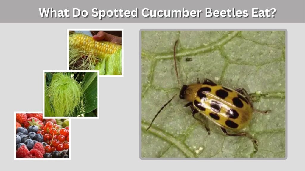 What Do Spotted Cucumber Beetles Eat?