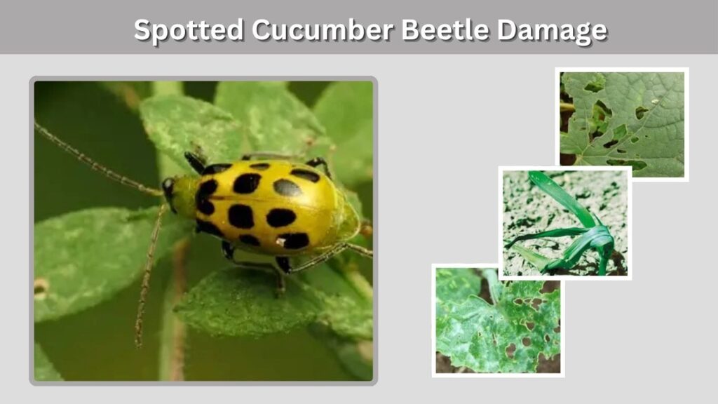 Spotted Cucumber Beetle Damage