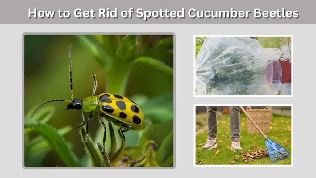 How to Get Rid of Spotted Cucumber Beetles