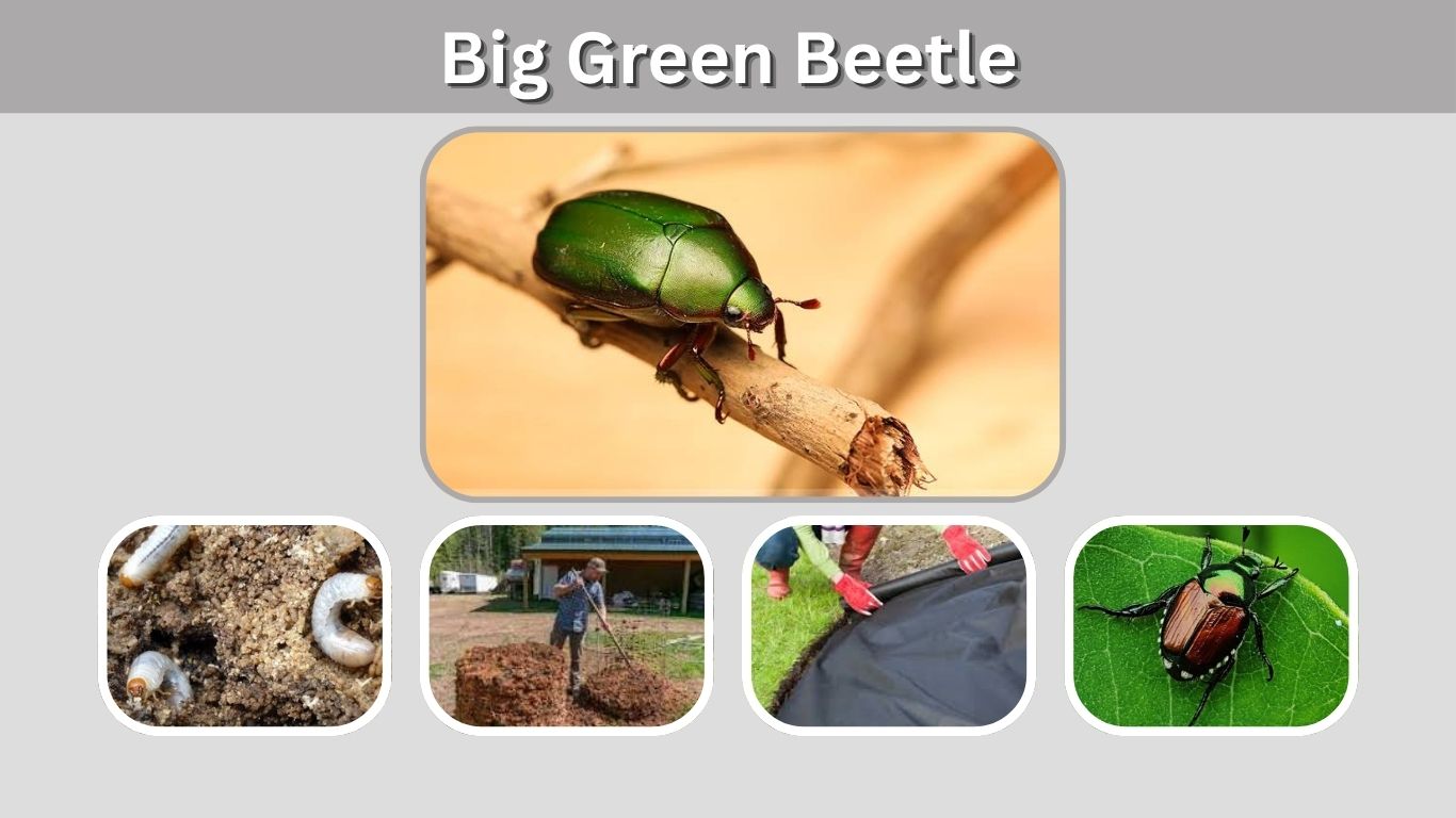 Big Green Beetle: Common Types and Identification