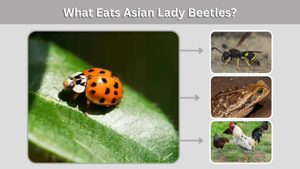 What Eats Asian Lady Beetles?