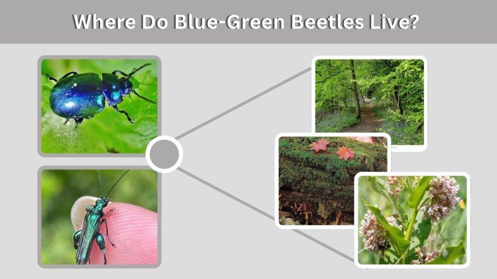 Where Do Blue-Green Beetles Live?