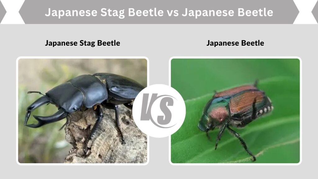 Japanese Stag Beetle vs Japanese Beetle