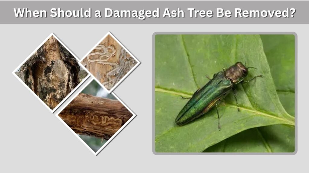 When Should a Damaged Ash Tree Be Removed?