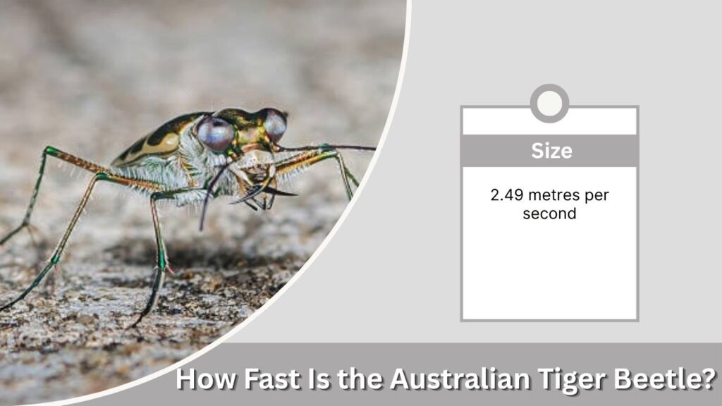 How Fast Is the Australian Tiger Beetle?
