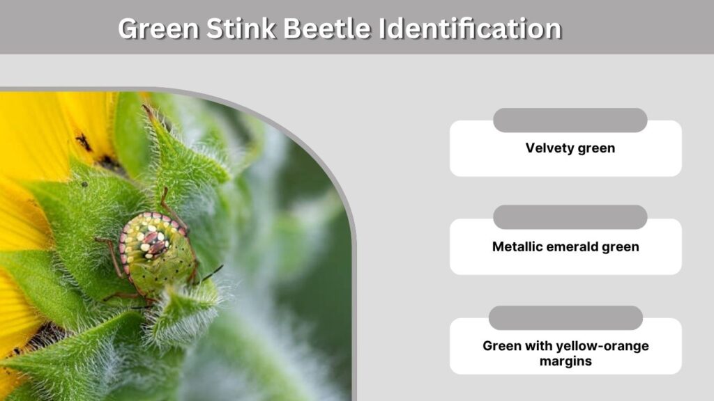 Green Stink Beetle Identification