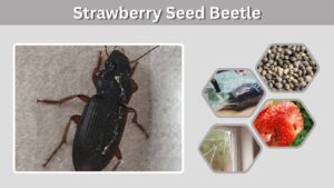 Strawberry Seed Beetle: Identification, Damage and Control
