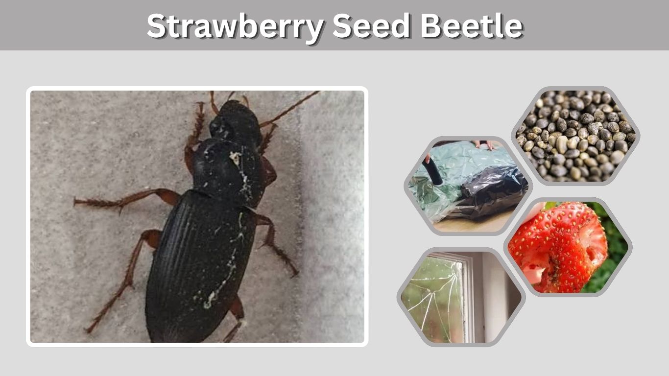 Strawberry Seed Beetle: Identification, Damage and Control
