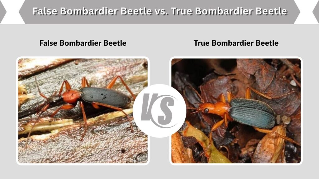 False Bombardier Beetle vs. True Bombardier Beetle