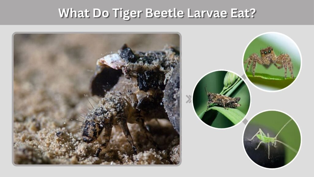What Do Tiger Beetle Larvae Eat?