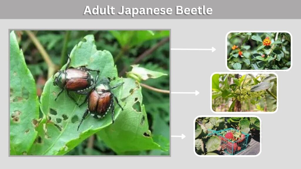 Stage 4: Adult Japanese Beetle